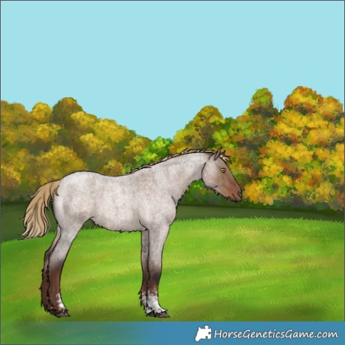 Horse Color:Liver Red Dun Roan Sabino Rabicano