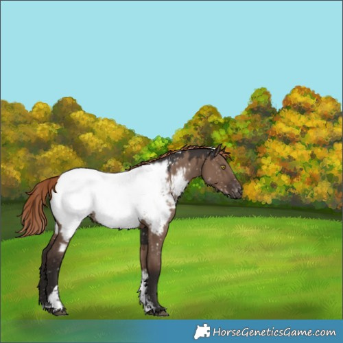 Horse Color:Liver Red Dun Sabino Tobiano Appaloosa Rabicano 