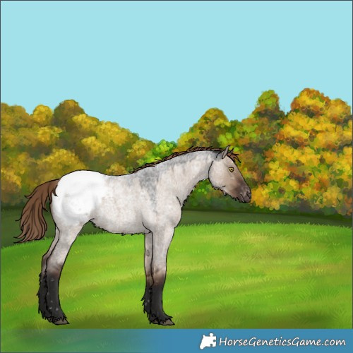 Horse Color:Liver Red Dun Roan Appaloosa Rabicano