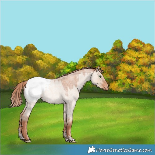 Horse Color:Gold Champagne Roan Dun Sabino Appaloosa Rabicano