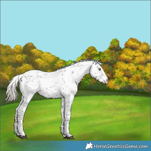 Horse Color:Liver Chestnut Sabino Appaloosa Rabicano
