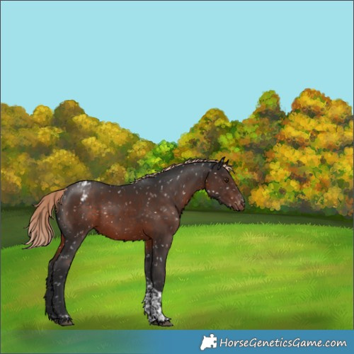 Horse Color:Liver Chestnut Tobiano Appaloosa