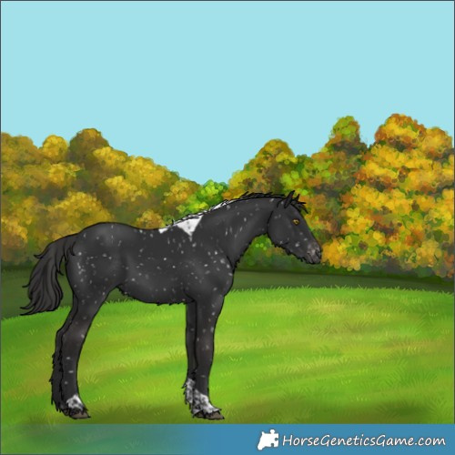 Horse Color:Liver Chestnut Tobiano Appaloosa 