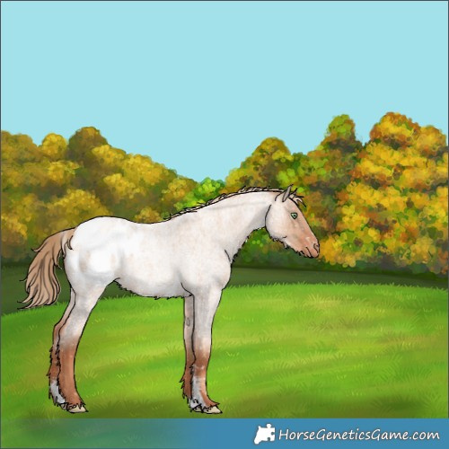 Horse Color:Gold Champagne Roan Dun Sabino Appaloosa Rabicano Brindle