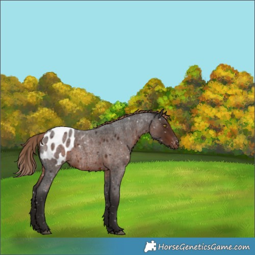 Horse Color:Liver Red Roan Appaloosa