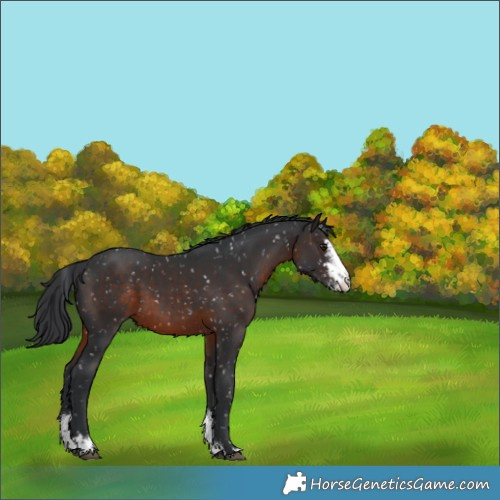 Horse Color:Brown Sabino Appaloosa