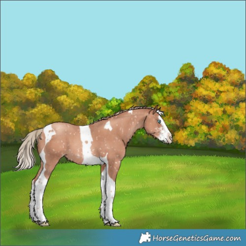 Horse Color:Gold Champagne Sabino Splash Tobiano Appaloosa 