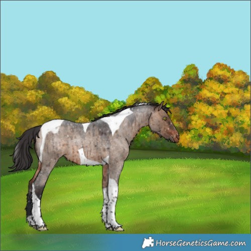 Horse Color:Brown Roan Dun Tobiano Appaloosa Brindle