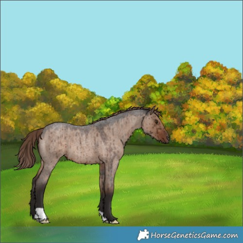 Horse Color:Liver Red Dun Roan Brindle 