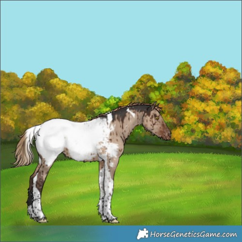 Horse Color:Liver Red Dun Tobiano Appaloosa Rabicano Brindle