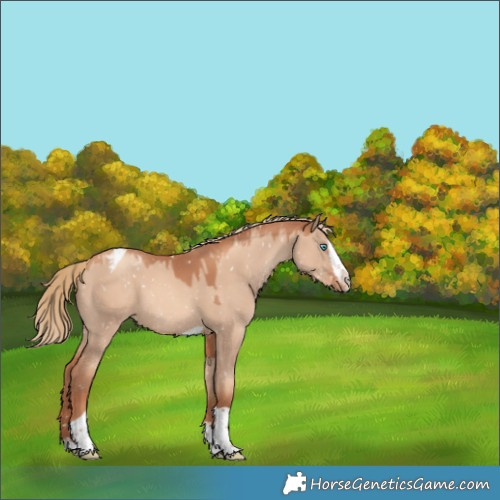 Horse Color:Gold Champagne Dun Sabino Splash Tobiano Appaloosa Rabicano 