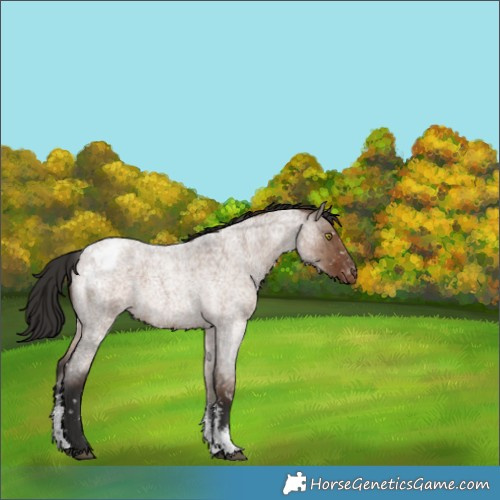 Horse Color:Liver Red Dun Roan Sabino Appaloosa Rabicano Brindle