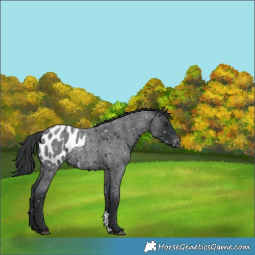 Horse Color:Blue Roan Sabino Appaloosa