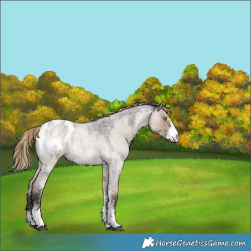 Horse Color:Liver Red Dun Roan Sabino Blanket 