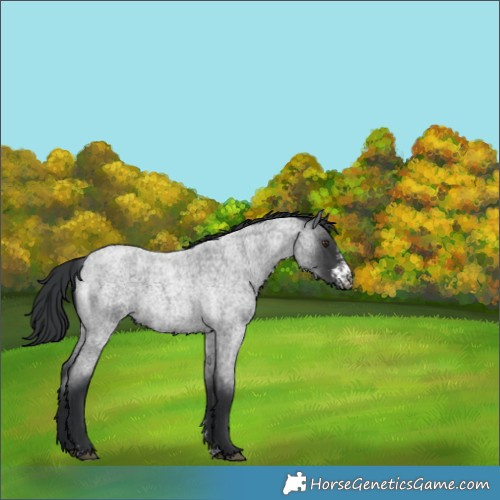 Horse Color:Blue Roan Sabino Rabicano 