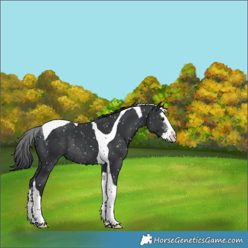 Horse Color:Black Sabino Splash Tobiano Appaloosa Rabicano 