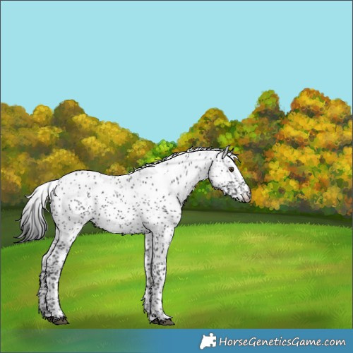 Horse Color:Black Sabino Appaloosa