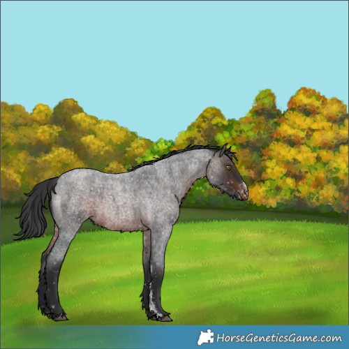 Horse Color:Brown Roan Sabino Appaloosa
