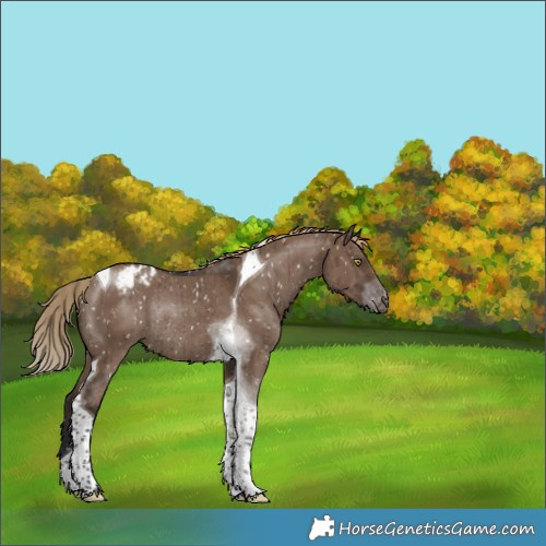 Horse Color:Liver Red Dun Tobiano Appaloosa Rabicano Brindle