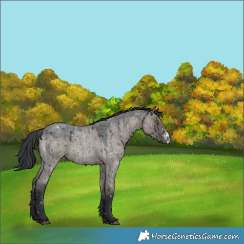 Horse Color:Grullo Roan Sabino Appaloosa Rabicano Brindle