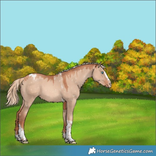 Horse Color:Gold Champagne Dun Sabino Splash Tobiano Appaloosa Rabicano 