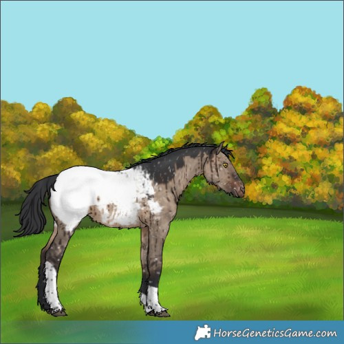 Horse Color:Brown Dun Tobiano Appaloosa Brindle