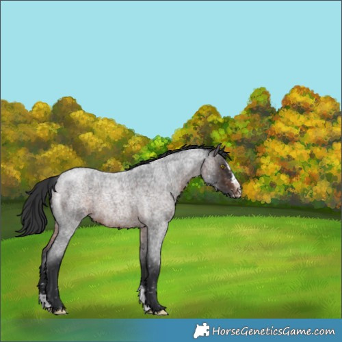 Horse Color:Brown Roan Sabino Splash Appaloosa Rabicano
