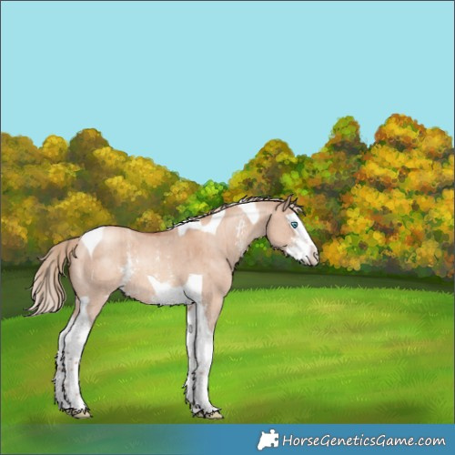 Horse Color:Gold Champagne Dun Sabino Splash Tobiano Rabicano Brindle