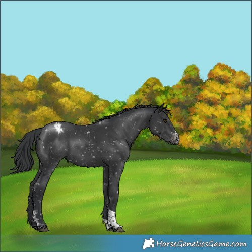 Horse Color:Black Sabino Tobiano Appaloosa