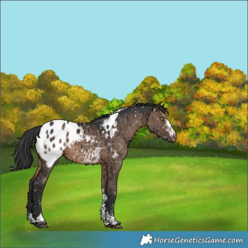 Horse Color:Brown Dun Sabino Tobiano Blanket Brindle