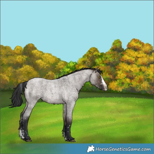 Horse Color:Brown Roan Dun Sabino Splash Snowflake VarnishRabicano Brindle