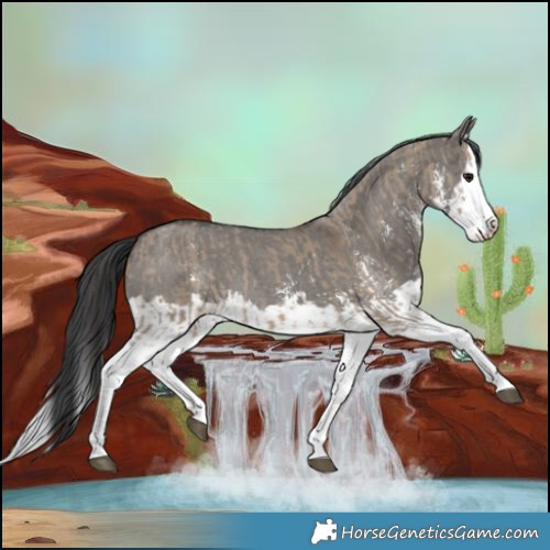 Horse Color:Brown Dun Sabino Splash  and Grullo Sabino Splash 