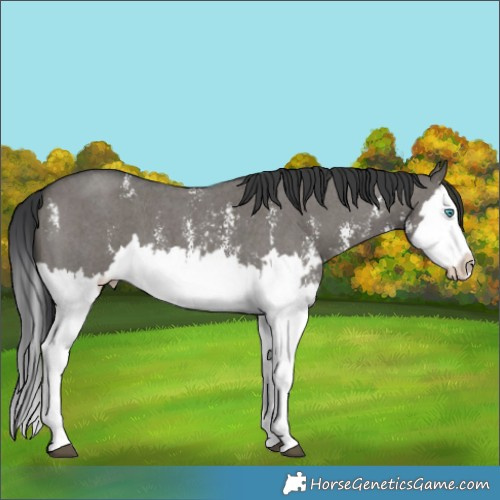 Horse Color:Grullo Sabino Splash and Grullo Sabino Splash