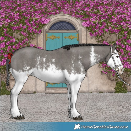 Horse Color:Grullo Sabino Splash and Smoky Grullo Sabino Splash