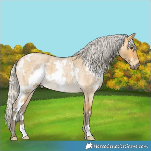 Horse Color:White Spotted Silver Buckskin Roan 