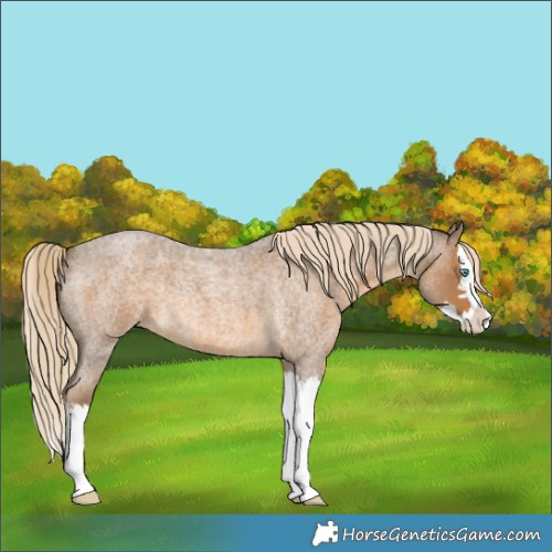 Horse Color:Chocolate Palomino Roan Splash