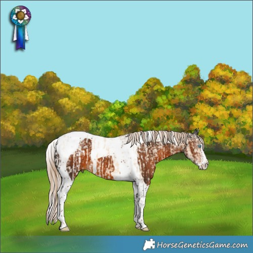 Horse Color:Powder White Cremello Dun Splash Tobiano Blanket  and Powder White Gray Chocolate Palomino Tobiano 