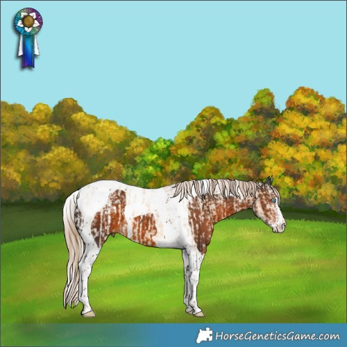 Horse Color:Powder White Cremello Dun Splash Tobiano Appaloosa and Powder White Gray Chocolate Palomino Tobiano