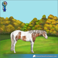 Horse Color:Powder White Cremello Dun Splash Tobiano Blanket  and Powder White Gray Chocolate Palomino Tobiano 