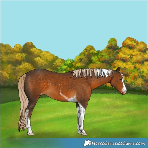 Horse Color:Chocolate Palomino Tobiano Varnish