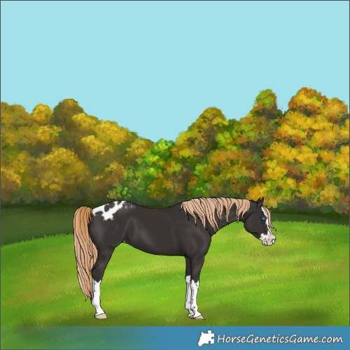 Horse Color:Liver Chestnut Splash Skewed LP Spotted