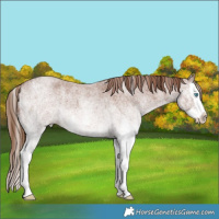 Horse Color:White Spotted Red Roan Splash