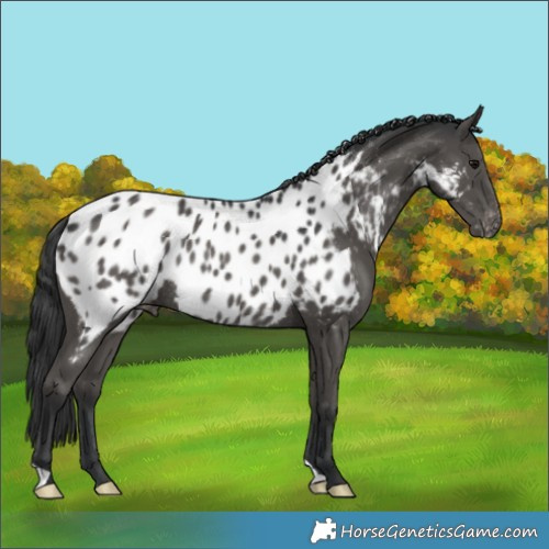 Horse Color:Black Near Leopard Rabicano 