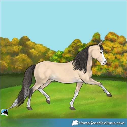 Horse Color:Unknown 