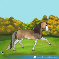 Horse Color:Unknown 