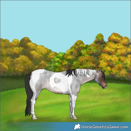 Horse Color:Brown Roan Tobiano 