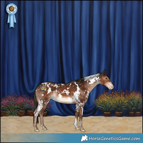 Horse Color:White Spotted Liver Chestnut Appaloosa