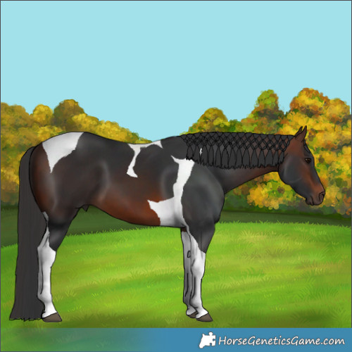 Horse Color:Brown Tobiano