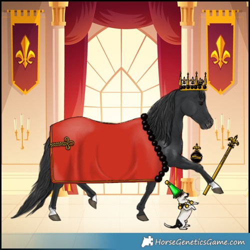 Horse Color:Black Blanket Rabicano