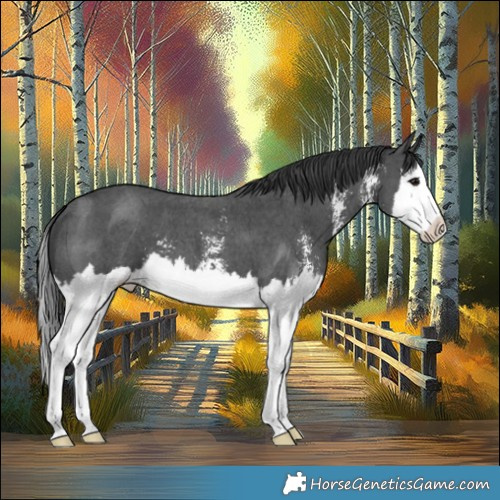Horse Color:Black Sabino Splash